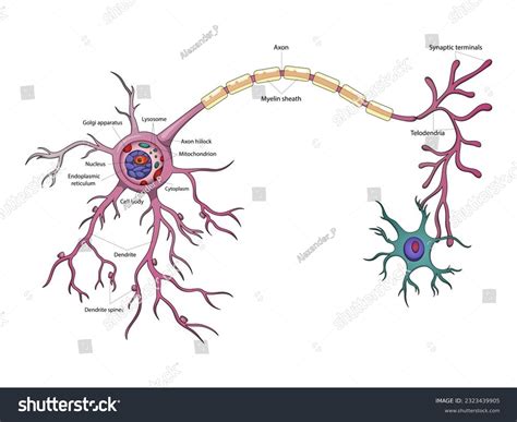 Nerve Cell Drawing