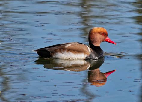 Download Red Headed Pochard Duck Reflection Wallpaper | Wallpapers.com