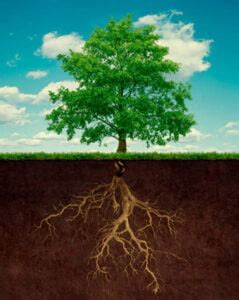 Tree Root Removal Tips 的图像结果