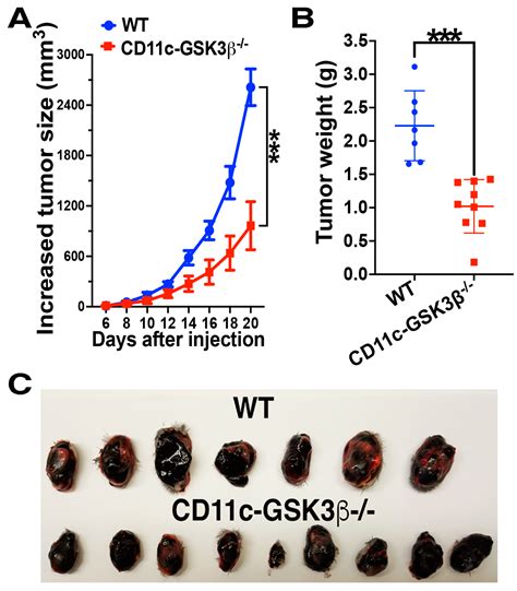 GSK-3β in Dendritic Cells Exerts Opposite Functions in Regulating Cross ...
