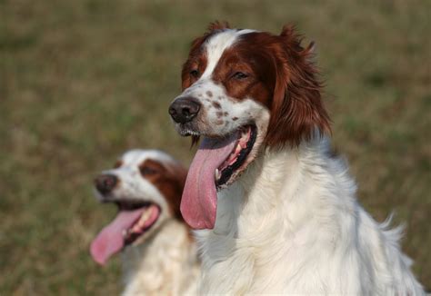 Irish Red and White Setter: Breed Characteristics & Care