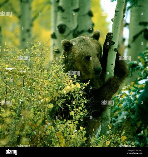 Ursus arotos, brown bear, grizzly Stock Photo - Alamy
