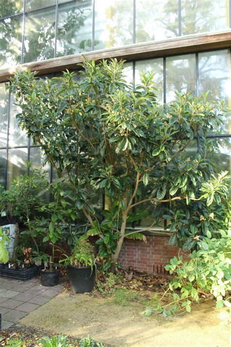 Eriobotrya japonica - Japanse mispel, Loquat, Japanese medlar, Japanese ...