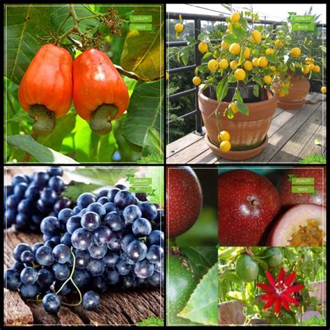 Creative Farmer Seeds And Plants Combo Tree Seeds : Cashew Seed, Lemon ...
