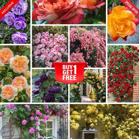 Mixed Climbing Rose Flower Seeds (Imported - 1 Gram Seeds ) – Kerala Garden