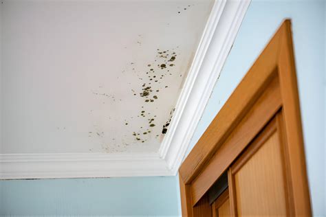 Causes of Mould Growth on Ceiling | How To Remove Black Mould