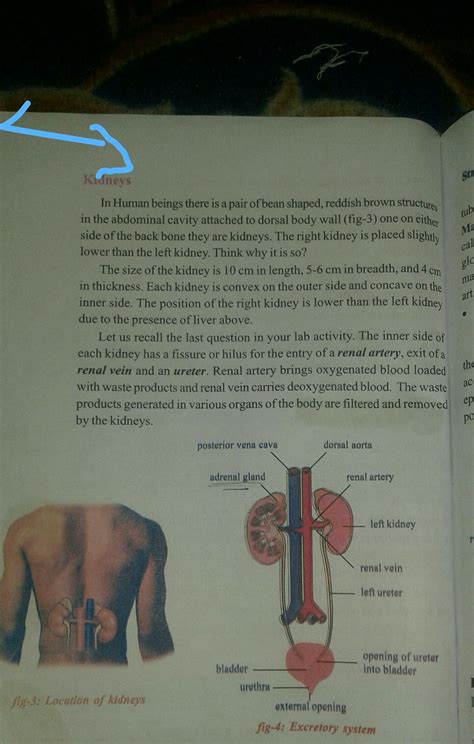 Explain the internal structure of kidney and it's diagram - Brainly.in