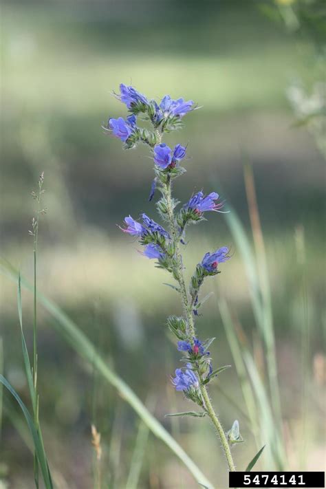common viper's bugloss, blueweed (Echium vulgare L.)