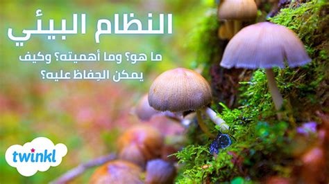 اقرأ عن النظام البيئي وأهميته وآليات الحفاظ عليه، وحمّل الأنشطة.