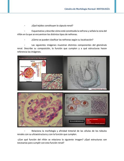 SOLUTION: Gu a de estudio n 6 sistema respiratorio y sistema urinario ...