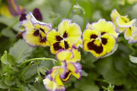 Winter Flowering Plants THESE Winter Flowering Plants Can Be SAVED In