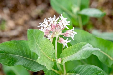 Showy Milkweed: Care and Growing Guide