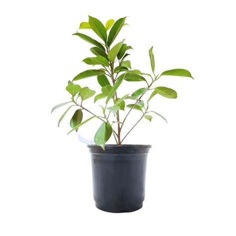 Buy Ficus Panda Plant Online | Manbhawan Nursery