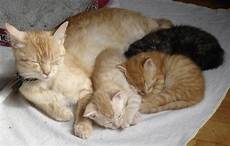 malvorlage katze mit jungen wie oft gibt es rote weibliche katzen kater rot malvorlage katze mit jungen wie oft gibt es rote weibliche katzen kater rot