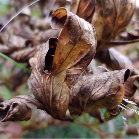 How To Prepare Peony Bushes For Winter - 3 Must Do Fall Chores!