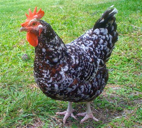 Speckled Sussex Chicken | Modern Farming Methods