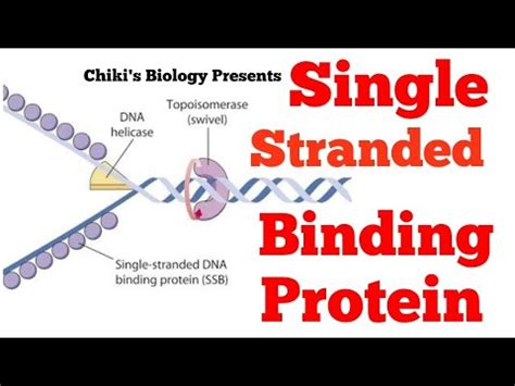 Single-Stranded Binding Protein 的图像结果