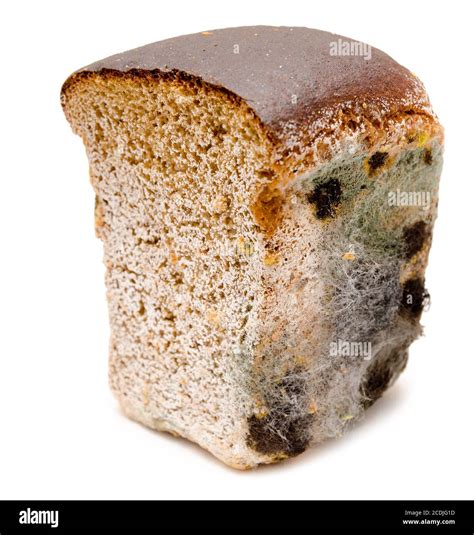 Black Bread Mold