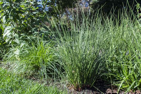 Plant Finder | Juncus effusus - Soft Rush