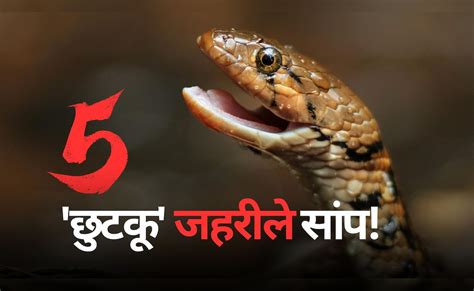 काट लिया तो पानी नहीं मांग पाएंगे.. दुनिया के 5 सबसे 'छुटकू' जहरीले ...