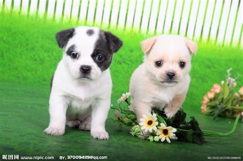 壁纸 可爱的小狗，狗，宠物，脸，手 1920x1200 HD 高清壁纸, 图片, 照片