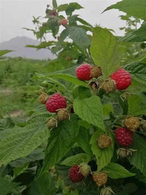 如何种植树莓?树莓苗种植方法-种植技术-中国花木网