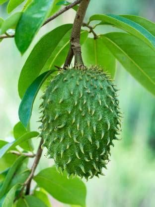 annona atemoya, Lakshmana phal (Grown through seeds) - Plant Soursop ...