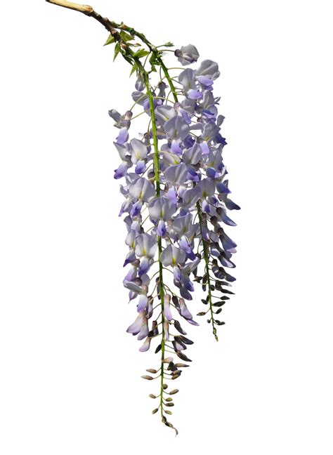 Chinese Wisteria Wisteria Sinensis Wisteria, Cut Out, Rain, Flower PNG ...