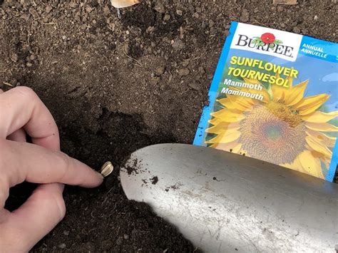 How to plant sunflower seeds 🌻 🌱 A step-by-step guide to sun-kissed blooms