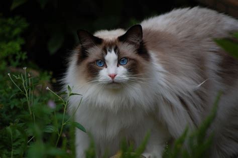 Image result for Ragdoll Engine GUI Script