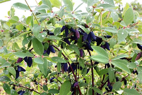 OMG it's full of berries!