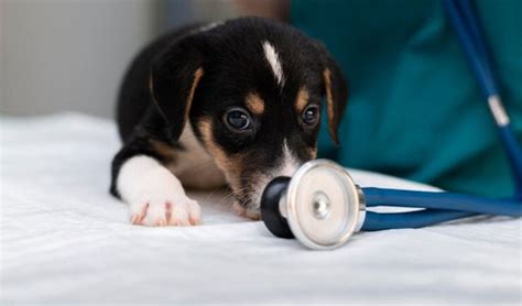 Health Risks for Obese Pets: What You Need to Know – ABK Grooming