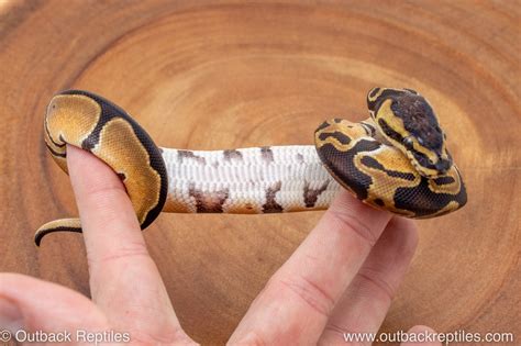 Image result for Za Reptiles Ball Python
