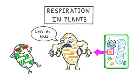 Plant Respiration For Kids