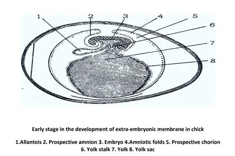 Chick Embryo Development 的图像结果