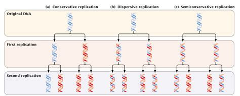 Conservative DNA Replication 的图像结果