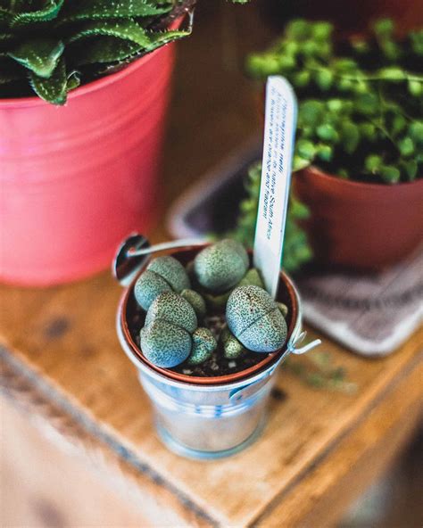 Pleiospilos nelii (Split Rock Succulent) Care Guide