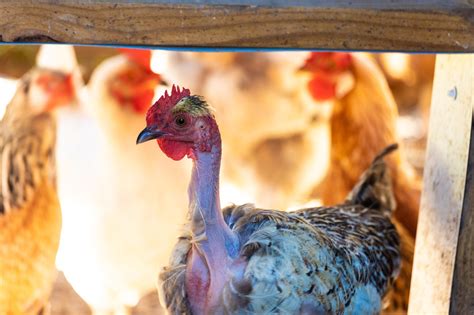 20 Turken Chicken Facts - Facts.net