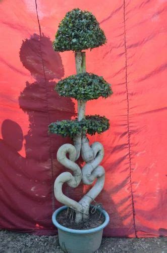 Wholesale Trader of Microcarpa Plants & Bonsai Plants by New Leaf ...