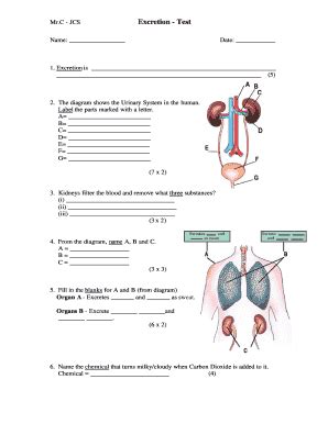 Human Excretion Worksheet - Blank Fillable Template | Fill Out, Print ...