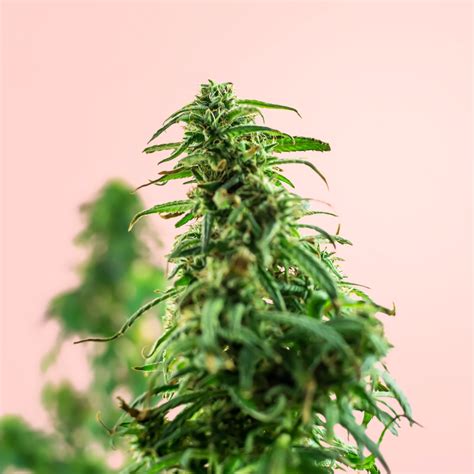 Does HHC Get You High - Chill Frog CBD