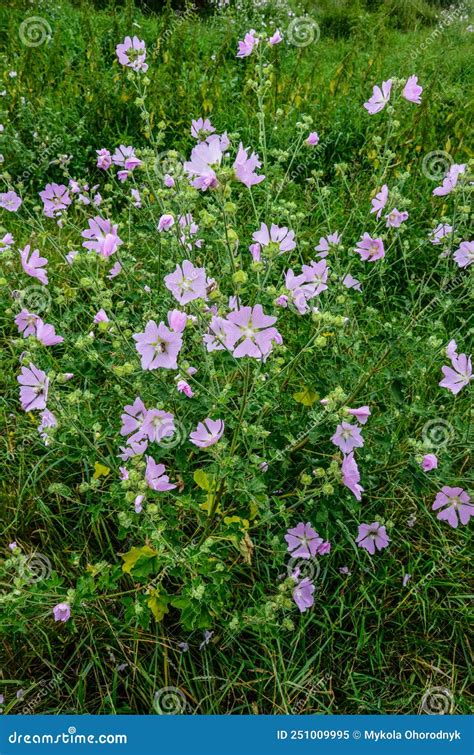 Mallow Malva Sylvestris Medicinal Y Planta Ornamental Imagen de archivo - Imagen de médico ...