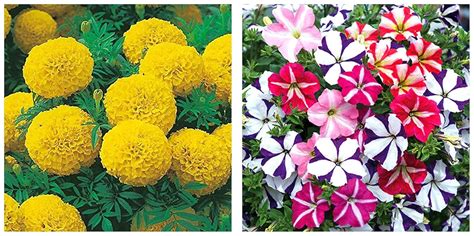 Kraft Seeds African Marigold Garden Flower Seeds (1 Packet, Yellow,5gm ...