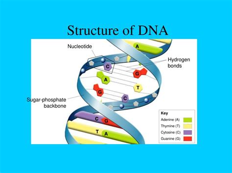 Image result for DNA Function