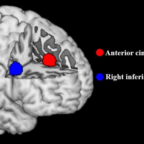 Cingulate cortex Disorders 的图像结果