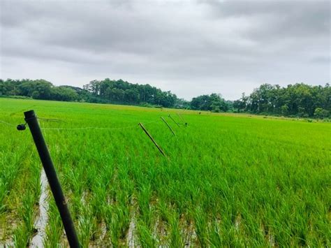 Assam: Anti-elephant seasonal solar fence helps Mirza farmers reap good ...