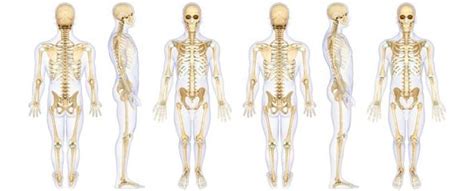 İskelet Sistemi Nedir - İskelet Sisteminin Yapısı ve Görevleri - Sayfa 2