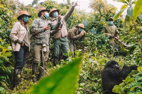 Roles of Porters During Gorilla, Golden Monkeys, Chimps Trekking