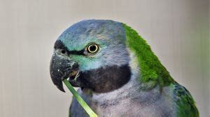 Paringed parrot wallpapers hd, desktop backgrounds, images and pictures