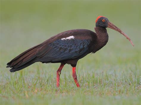 Ibis noir - eBird